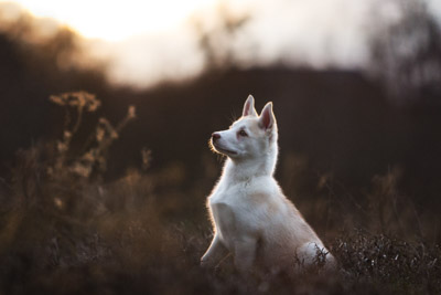 Brauner Husky sitzt, Fotoshooting Magdeburg